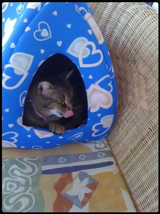 micio