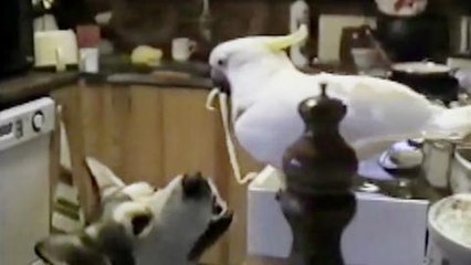 Android- Friends Furever