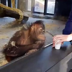 Le tours de magie pour le singe