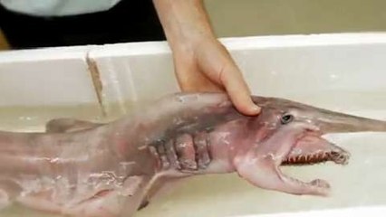 Goblin Shark, Alien of the Deep