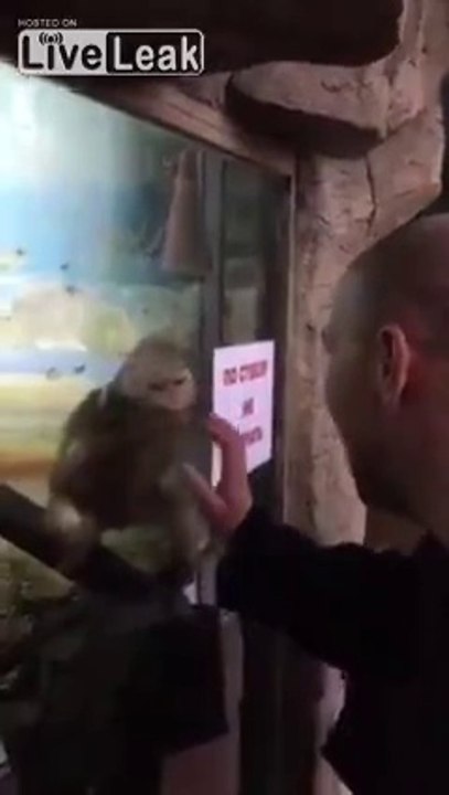 Monkey Masturbating Over People