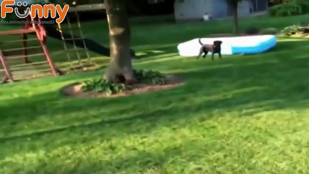 Best of 2016 Cute Funny Animals