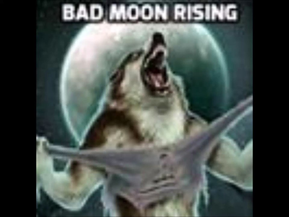wolf