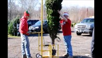 Cut Your Own Xmas Trees in Bucks County