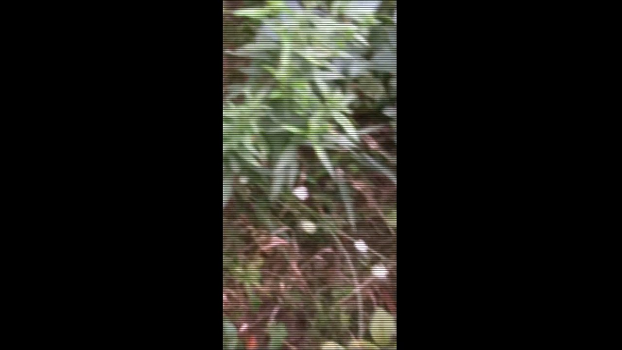 Man Dressed In A Cloak Dropping Raw Meat In Playgrounds caught on video