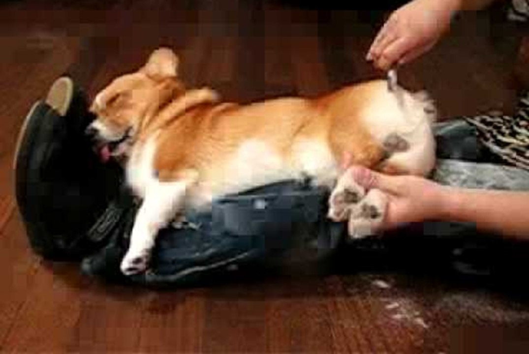 Angry Corgi