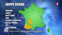 Grippe aviaire : les élevages contraints de geler leur production