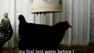 clean chicken drinking bucket using chicken drinking nipples