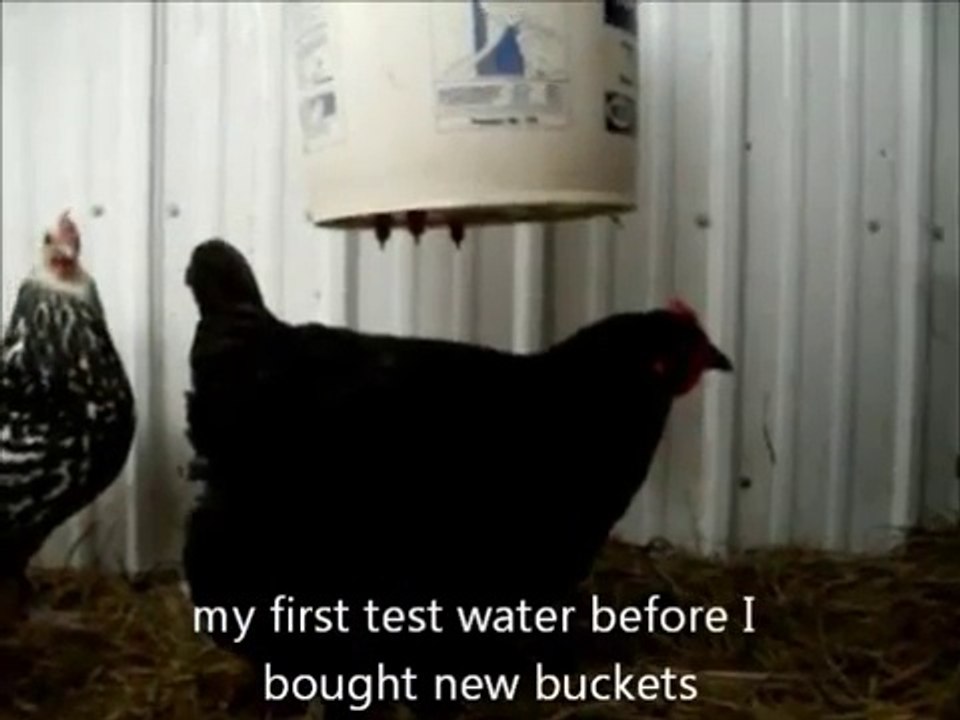 clean chicken drinking bucket using chicken drinking nipples