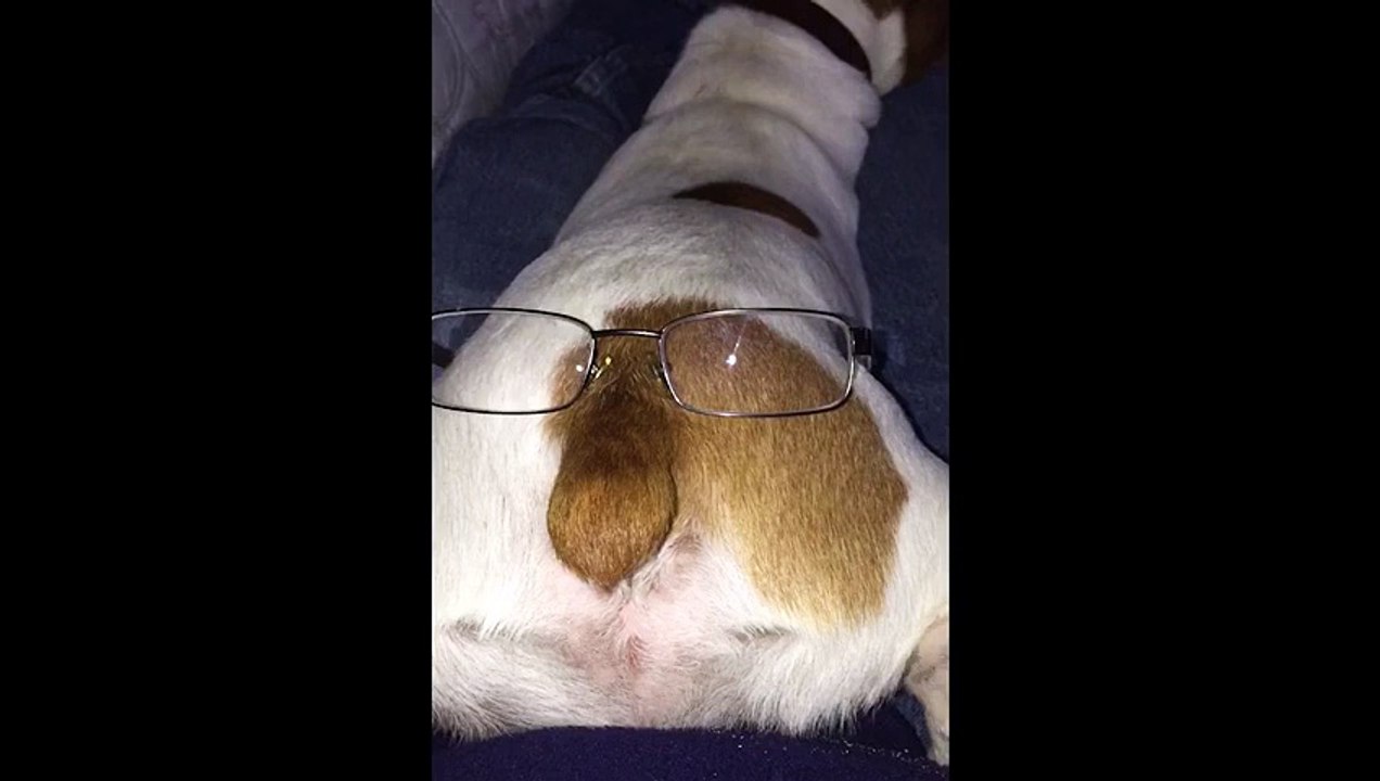 Man puts glasses on dogs butt, making a butt face