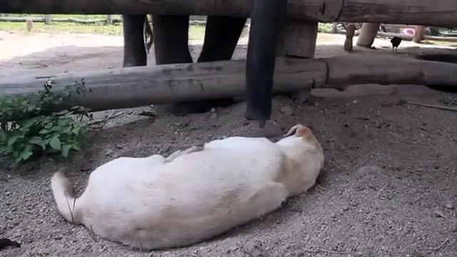 Baby Elephant Tries To Wake Sleeping Dog - Funny Animals_ By Toba.tv