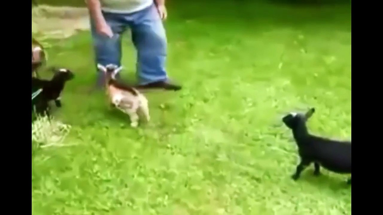 Best GOATS VINES Compilation _ March 2015 _ Funny Animal Vines_ By Toba.tv