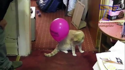 Cats and dogs vs balloons - Funny animal compilation_ By Toba.tv