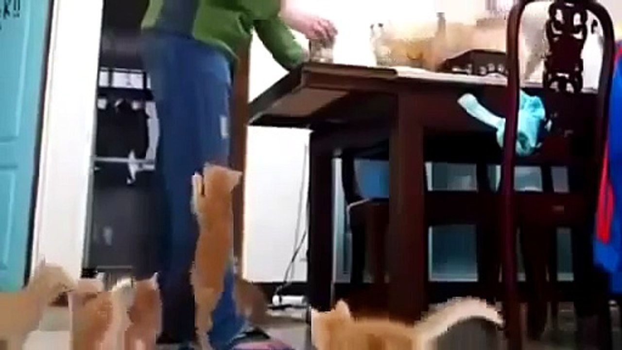 hilarious cat vine