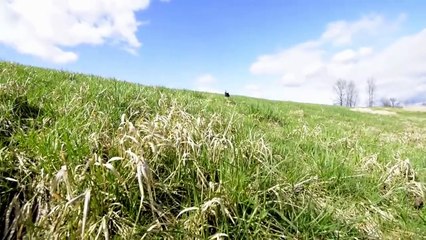 Labrador Retriever : Dog Funny Video - YouTube