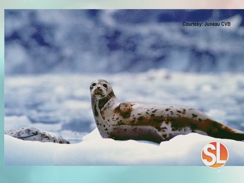 AAA Travel: Alaska cruise/tour with Holland America Cruise Line