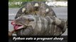 Worlds Largest Snakes That Bit Off More Than They Could Chew - YouTube