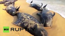 RAW: Dozens of beached whales die as hundreds wash up in India (News World)