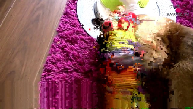 Portrait du chat de race Siamois #conseil véto