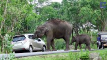 Elephant crushes Thai tourists car in mating season rampage