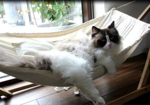 Cat Finally Masters the Hammock After Initial Struggles