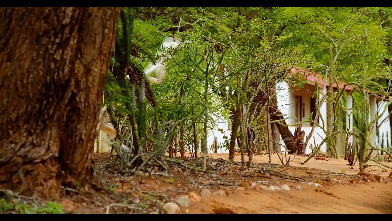 Island of Lemurs: Madagascar The Lemur Dance Clip [HD]