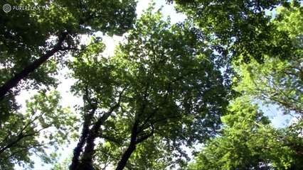 Relaxation For Children Music for Learning, Quiet, Positive, Harmony PURE RELAX