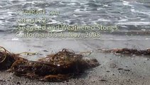 Seaweed and Weathered Stones