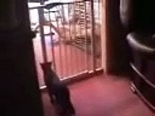 Best Cat Jump Ever JUMPS OVER BABY GATE
