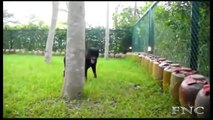 Animals fighting to death - Dog Vs Snake real fight - Wild animals attack