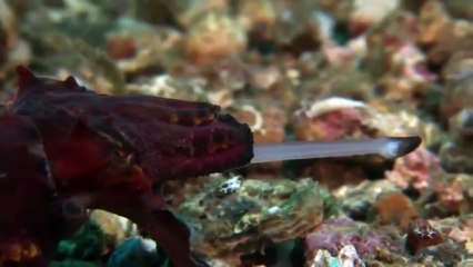 Giant octopus nature documentary