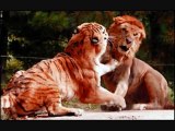 watch Lion Vs Tiger #10   tiger vs lion   lion vs tiger fight   tiger vs lion fight   animal fight