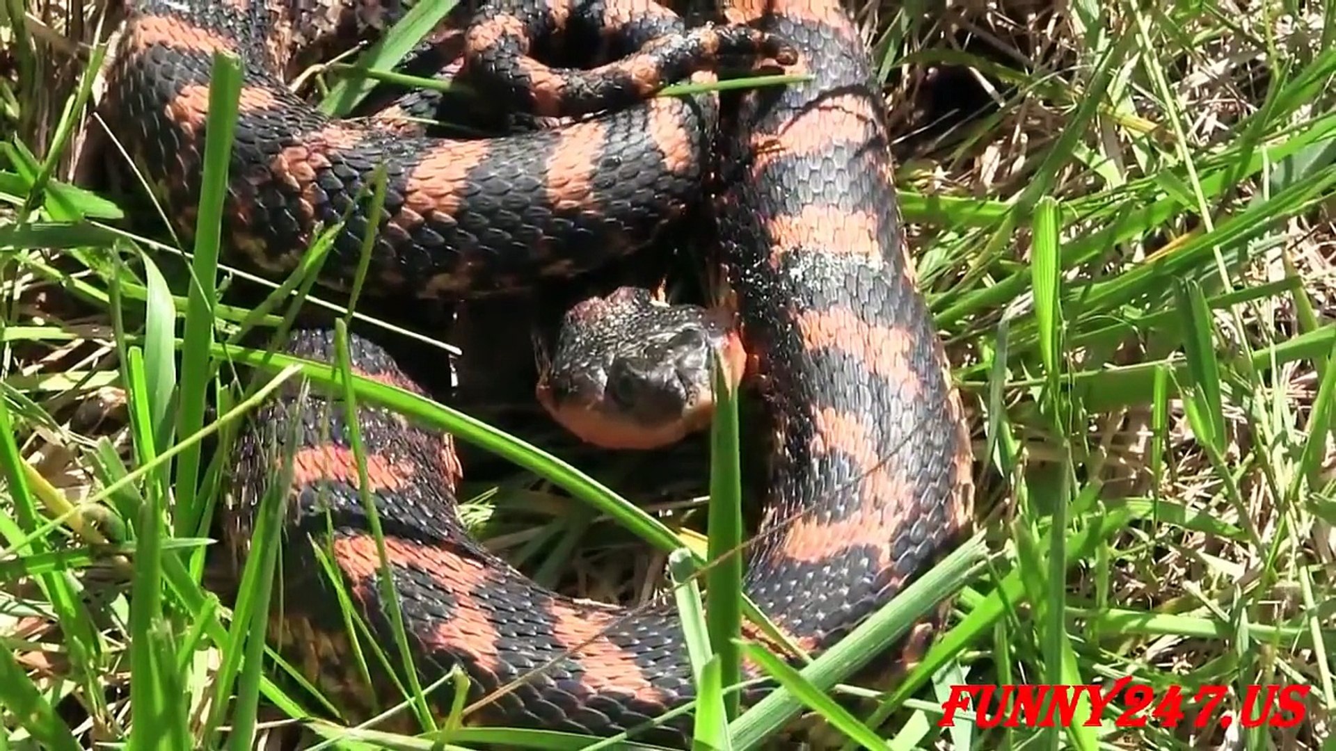 ⁣Rainbow Snake (Farancia erytrogramma) Snake Chanel Tv