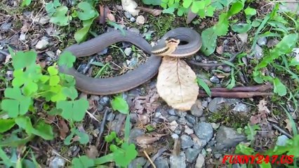 Queen Snake (Regina septemvittata)  Snake Chanel Tv