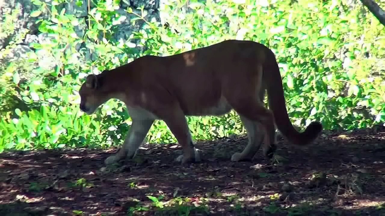 watch Lion VS Tiger #13   tiger vs  lion vs tiger fight   tiger vs lion fight   animal fight