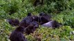 watch Wildlife Documentary   Mountain Gorrilas Attack Full Wildlife Documentary