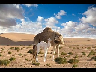 موسيقى صحراوية ومناظر خلابة من الصحراء