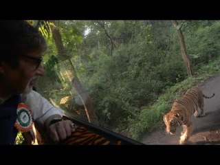 Big B Was Chased By A Tiger For 4 km