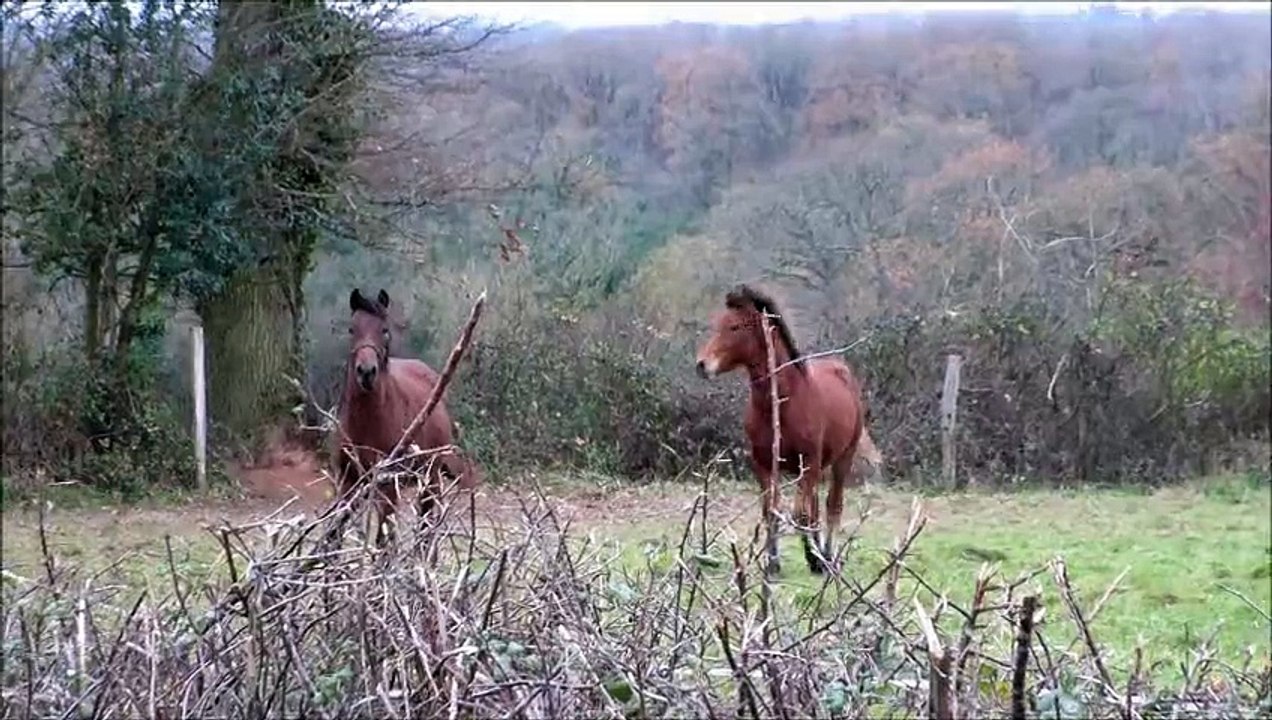 Extase des Etoiles 11dec15