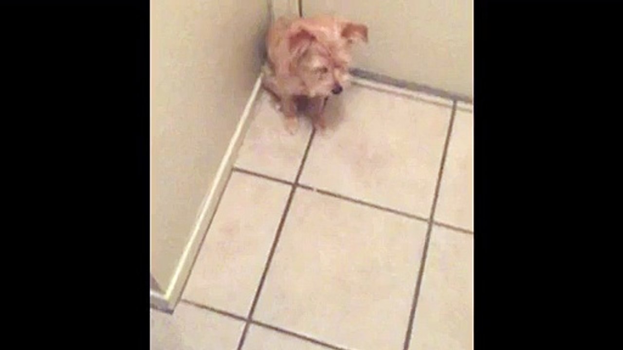 Dog Refuses To Let Owner Leave His House