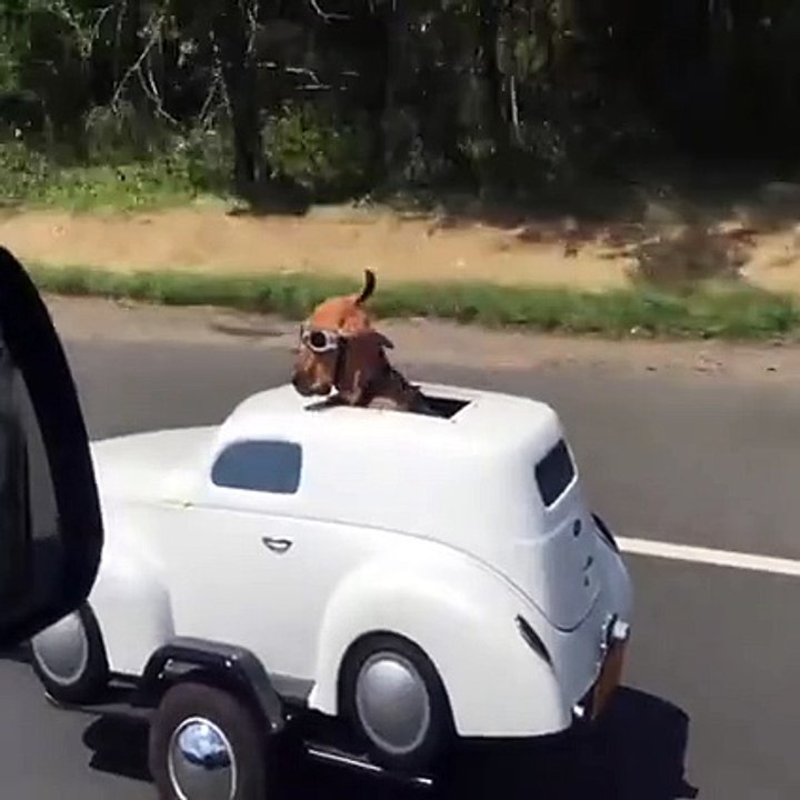 cool Dog in Its Car