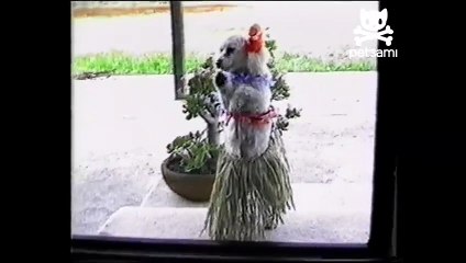 Hula dog dancing