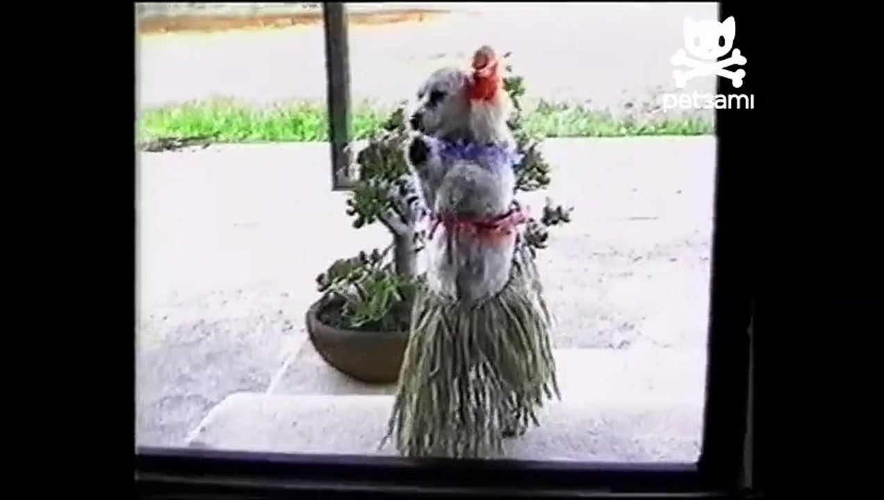Hula dog dancing