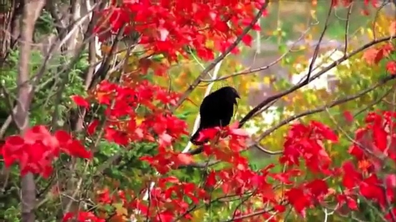 The Sequel - The Changing Colors of Fall in the Canadian Woodlands - Official Music Video (2012)