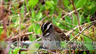 White -Throated Sparrow Calls and Sounds - Watch in HD