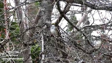 White-Throated Sparrow singing
