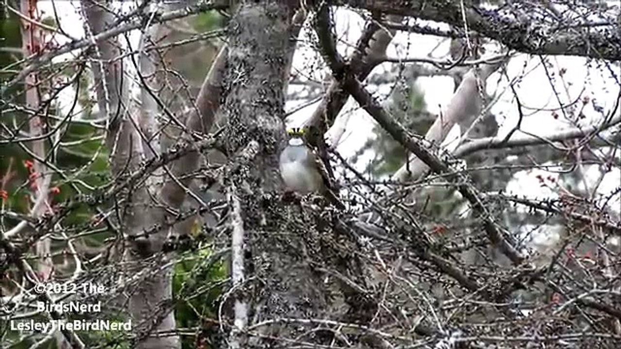 White-Throated Sparrow singing