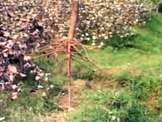 Cotton Modern Production Technology