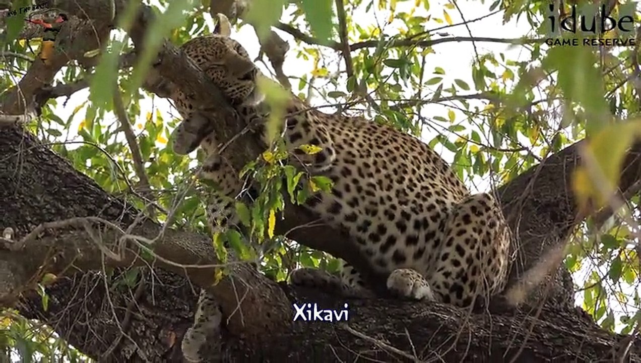 Idube Safari Highlights #369  06 - 09 October 2015 (Latest Sightings) (4K Video)