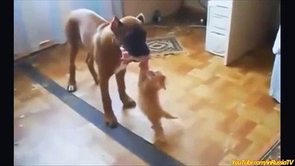 FUNNY VIDEOS  Funny Cats   Funny Cat Videos   Funny Animals   Cats Funny Videos 2014 #5